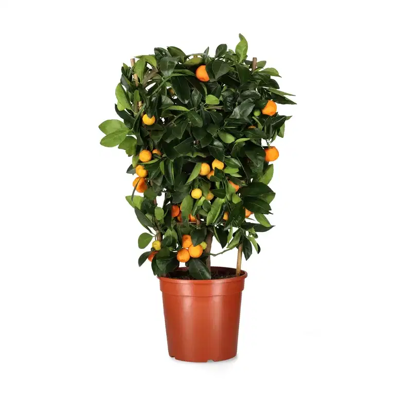 Kalamondin på spaljé