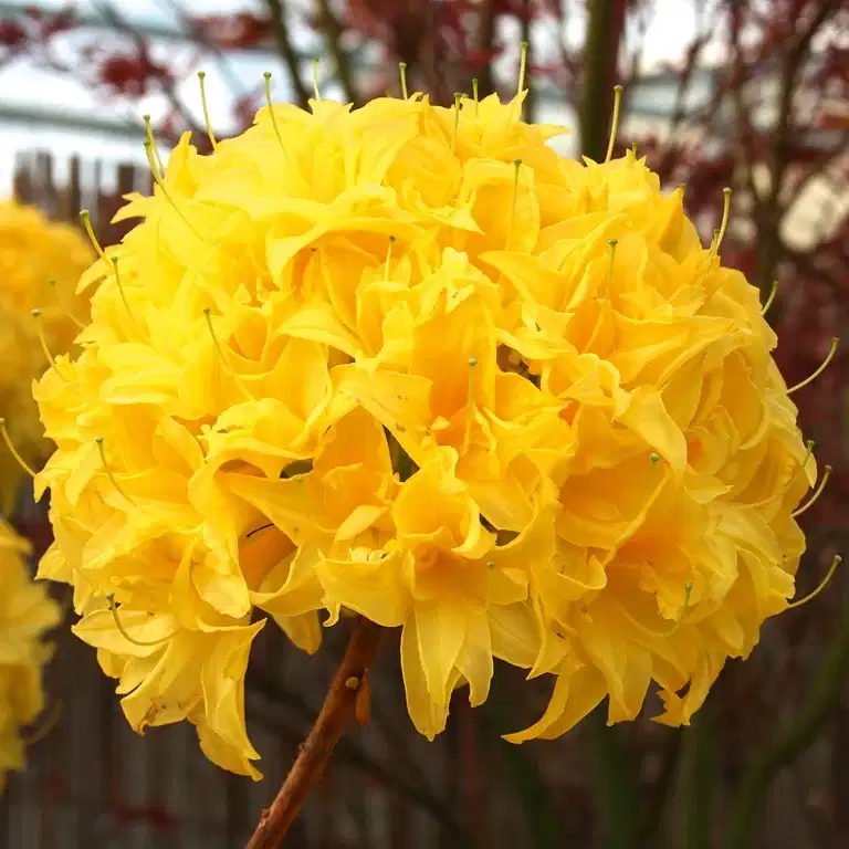 Guldazalea 'Sonnenköpfchen'