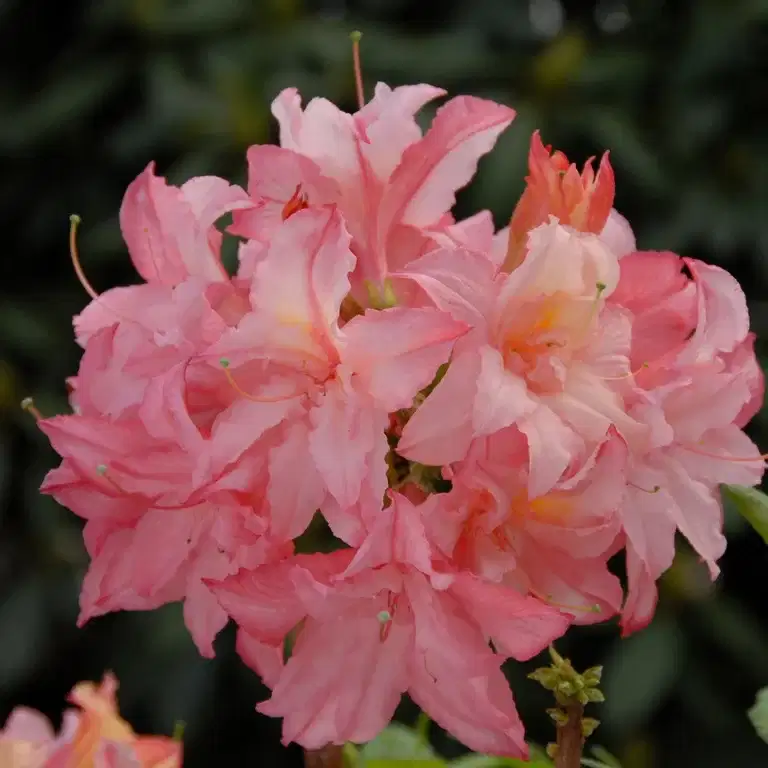 Guldazalea 'Rosenköpfchen'
