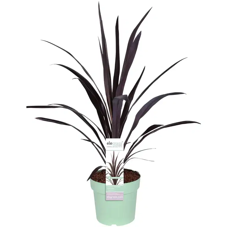 Cordyline SUPERSTAR