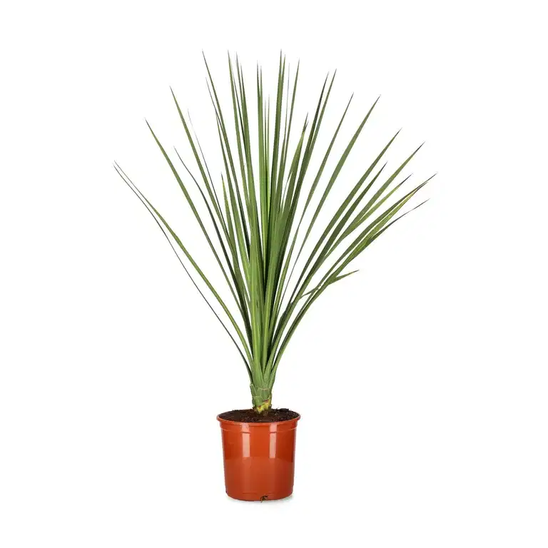 Praktdracena