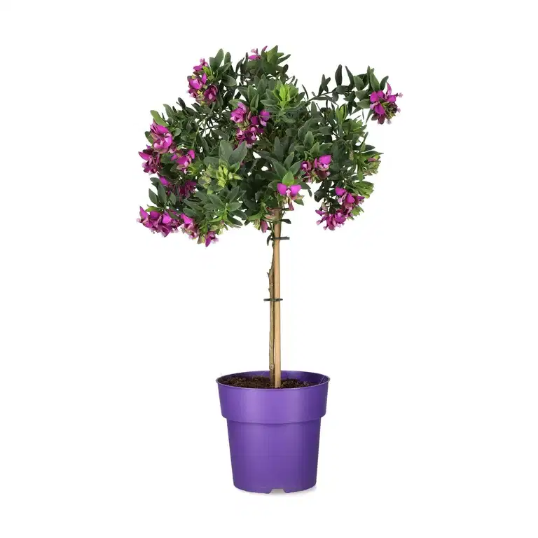 Myrtenjungfrulin på stam