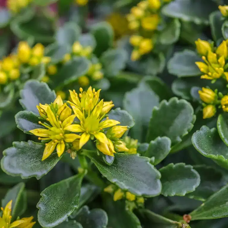 Sedum 'Little Miss Sunshine' 12cm