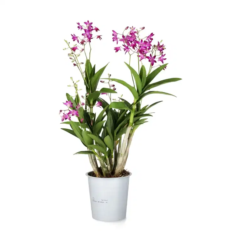 Dendrobium ‘Berry Oda’