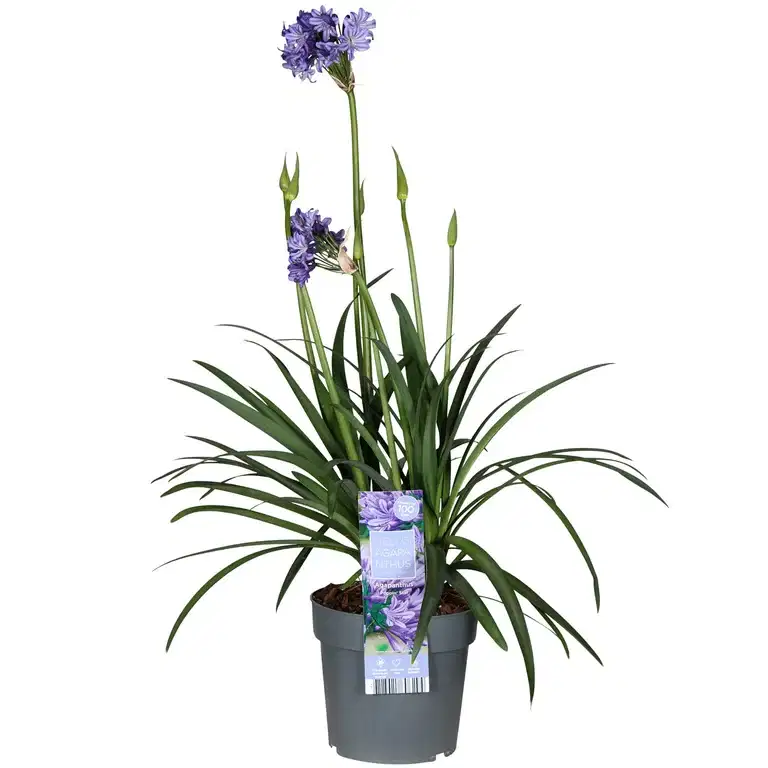 Afrikas blå lilja 'Poppin star'
