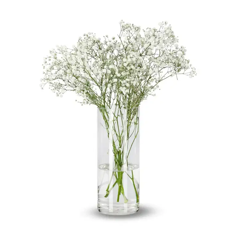 Gypsophila 50cm 5pk YR