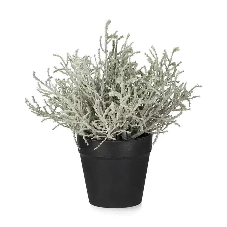 Calocephalus in pot H18 grey