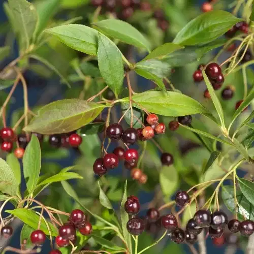 Svartaronia 'Glorie' E