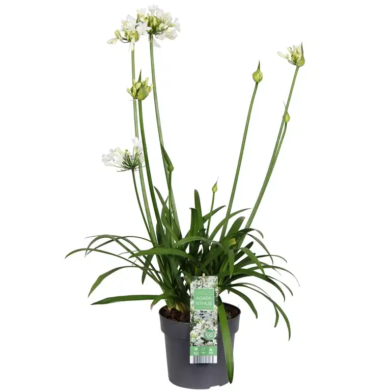 Afrikas blå lilja 'Ever White'