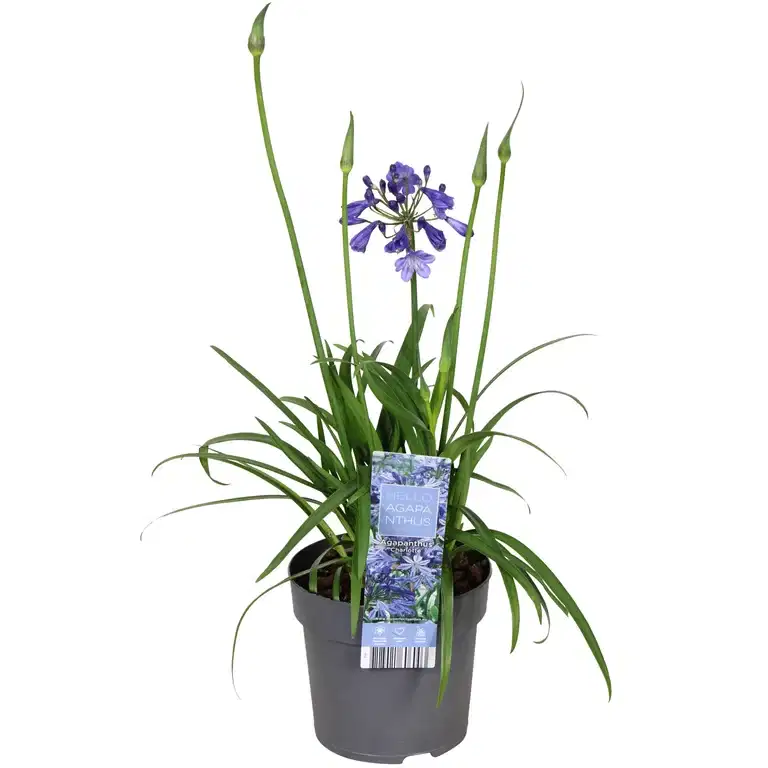 Afrikas blå lilja 'Pixie Blue'