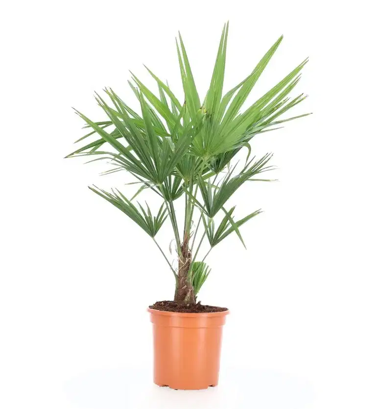 Kinesisk väderkvarnspalm