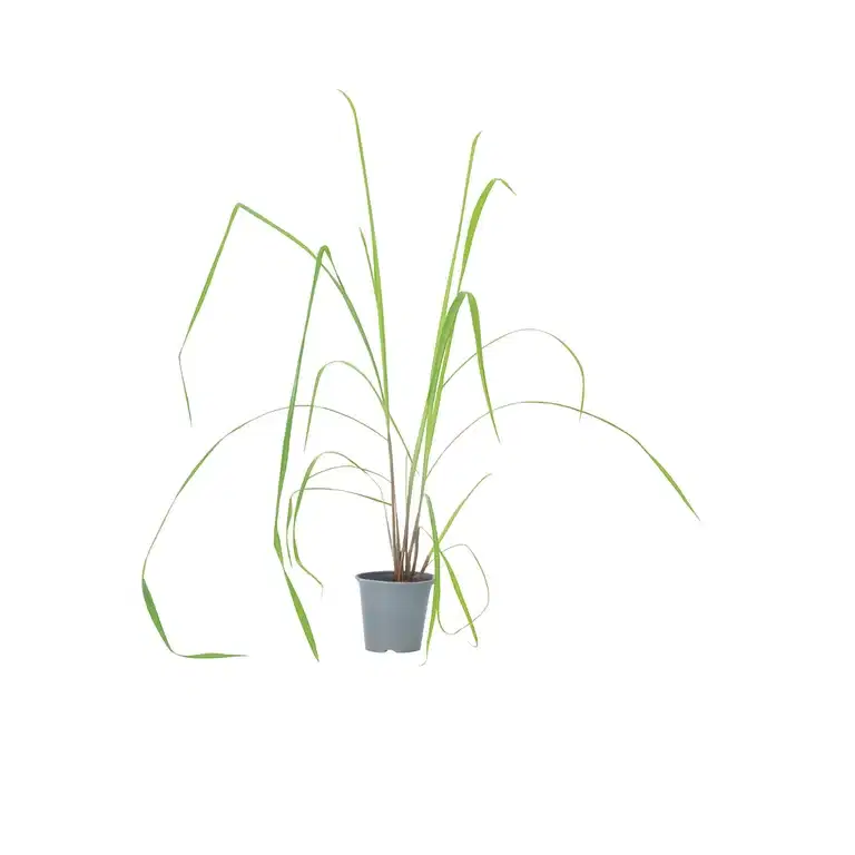 Cymbopogon Citrongräs Växt