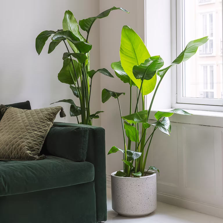 Papegojblomma (Strelitzia) – fakta och skötselråd 