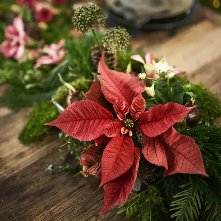 Christmas star - facts and advice on care