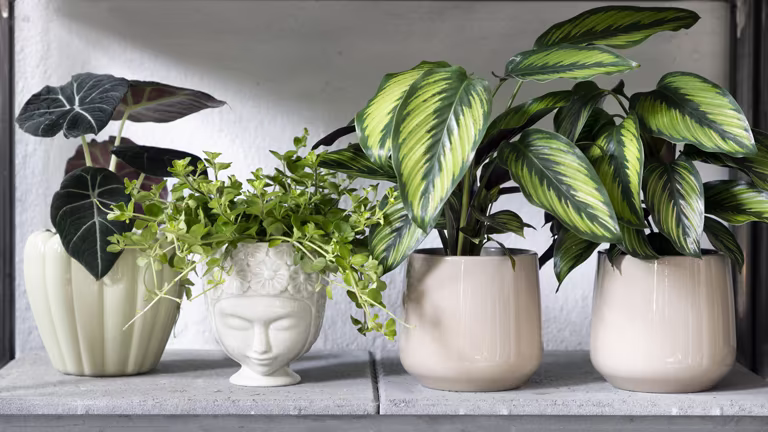 Decorate with pots indoors