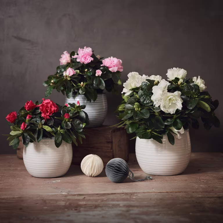 Azalea – fakta och skötselråd