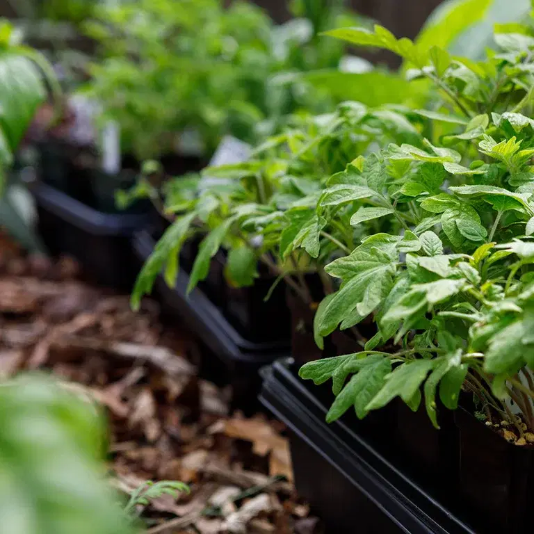Avhärda och plantera ut plantor 