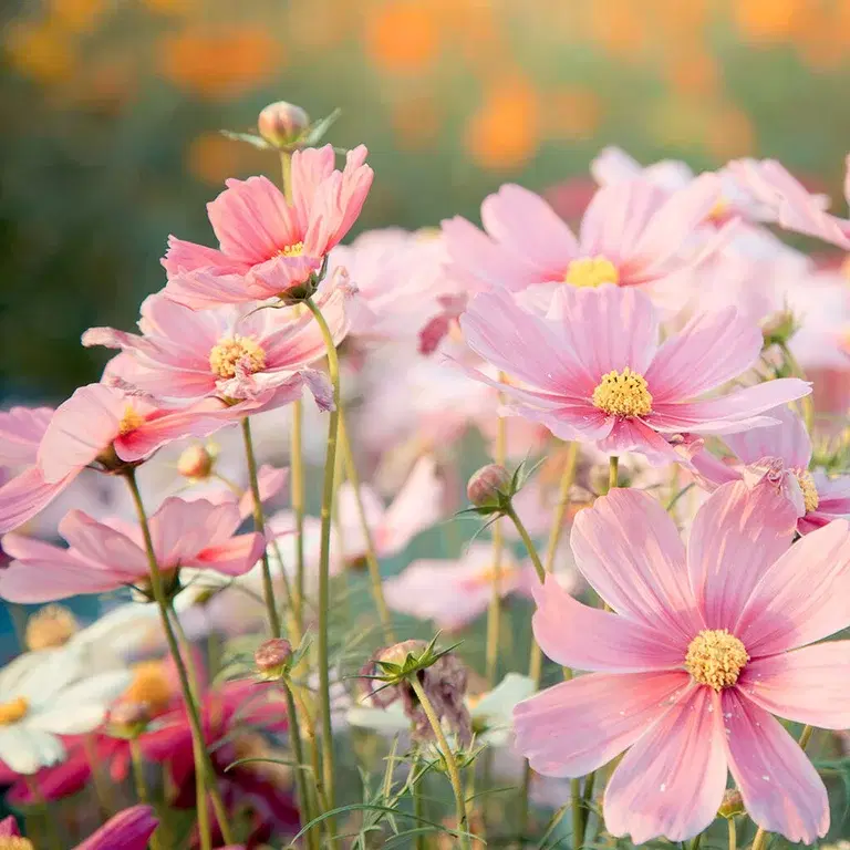 Så dina sommarblommor från frö direkt i rabatten 