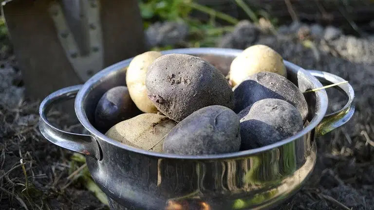 4 grönsaker du kan odla för att bli självförsörjande