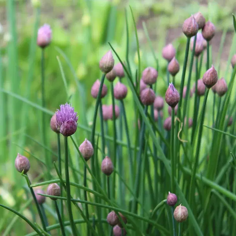 Fleråriga grönsaker – lättskötta och spännande 