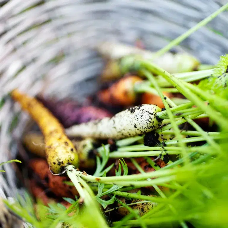 Grönsaksodling – så lyckas du 