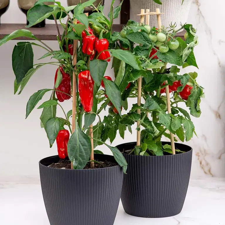 Ready to pick – lyckas med skördeklara växter 