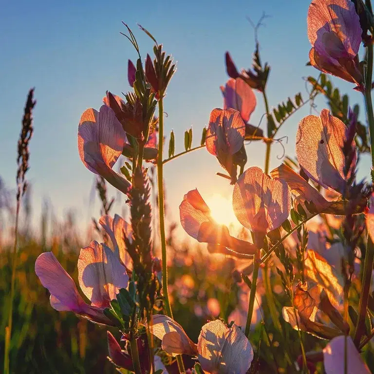 Gynna bin och fjärilar med kulturarvsväxter – tåliga växter från förr 