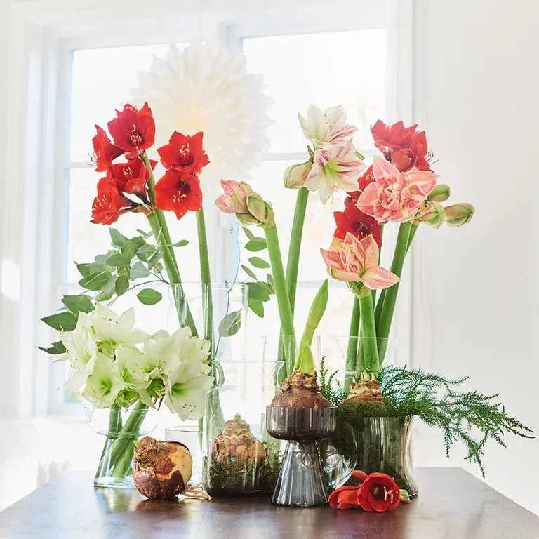 Get the amaryllis to bloom whenever you want