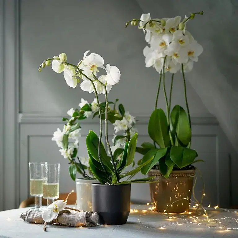 En lyxig orkidé eller fräscha snittblommor till nyårsfesten 