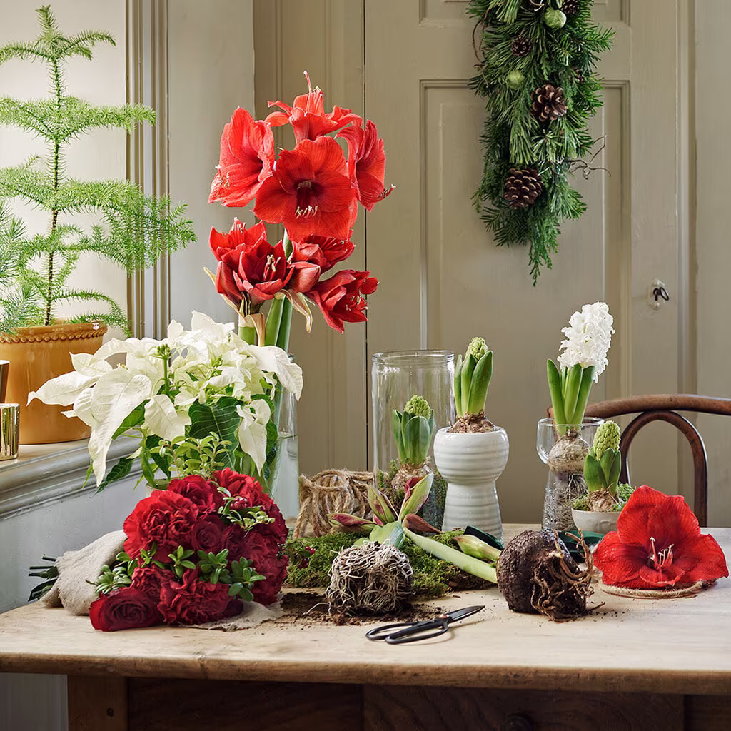 Ge julens blommor nytt liv – plantera om eller ut 