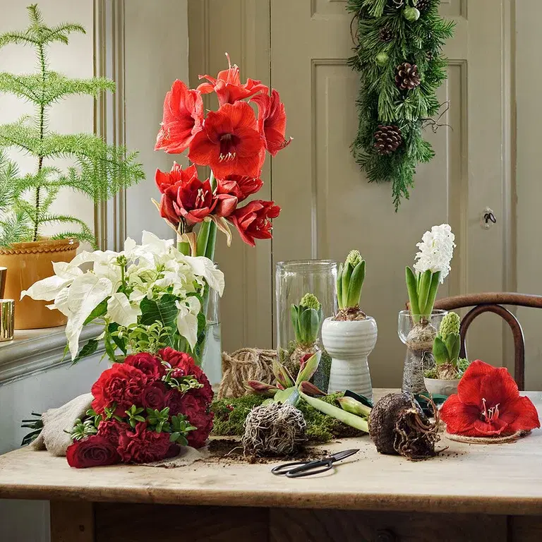 Give new life to the Christmas flowers - replant or give them new homes