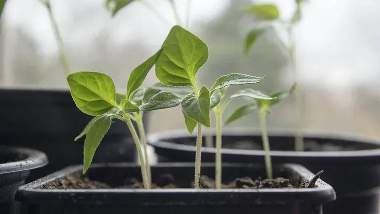 Common problems with pre-cultivation - and how to solve them