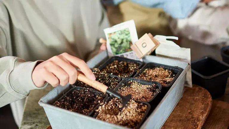 January – What you can sow and grow