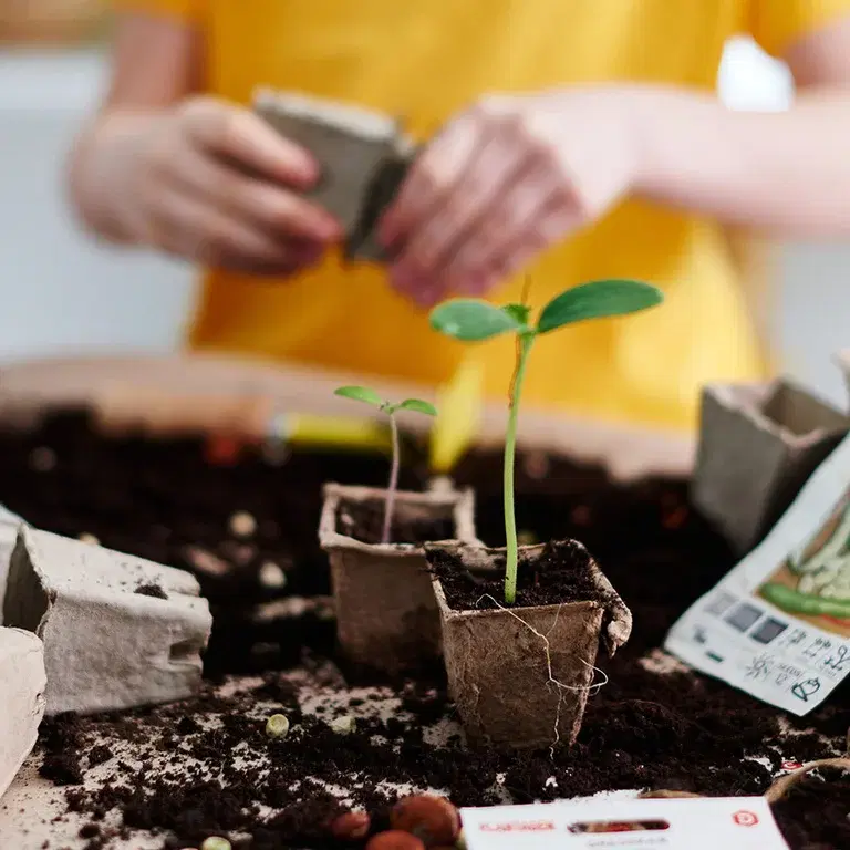 Plantera på våren - hur lyckas man