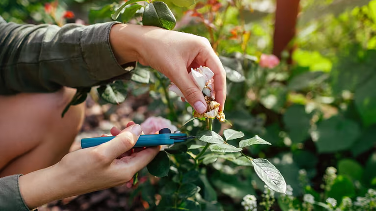 Deadheading – metoden som får dina blommor att blomma på nytt 