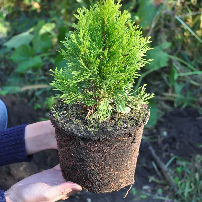 Plant a hedge – how to succeed