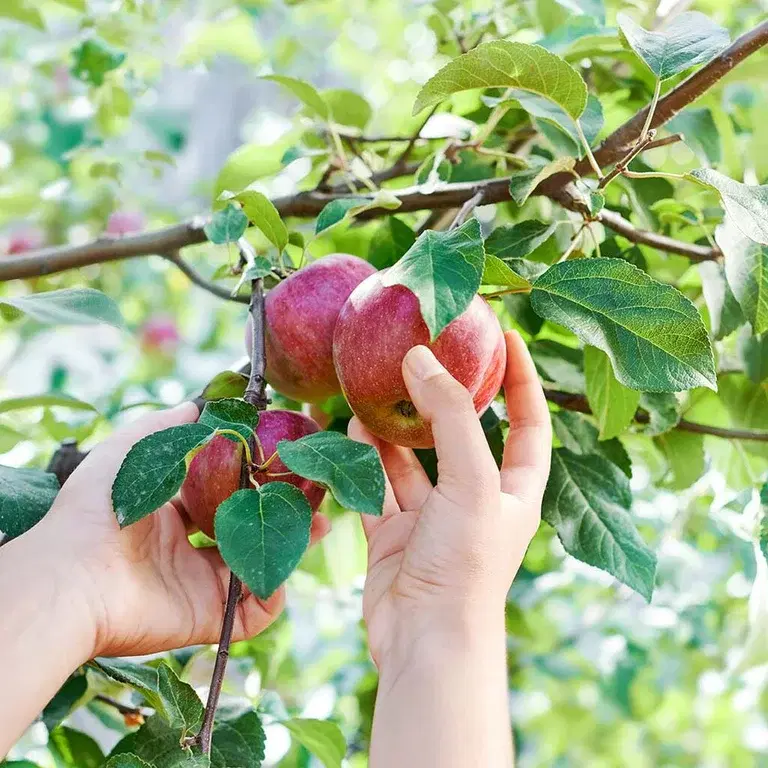  Fruit trees - how to succeed 