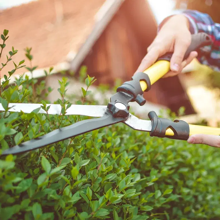 Fast-growing hedges – four good alternatives