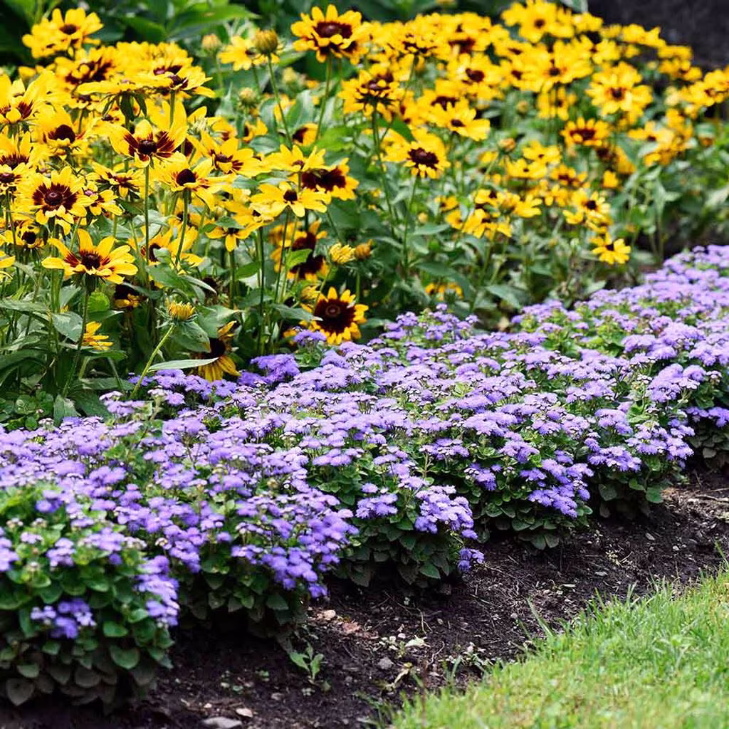 Ljuvligare trädgård med kantväxter 