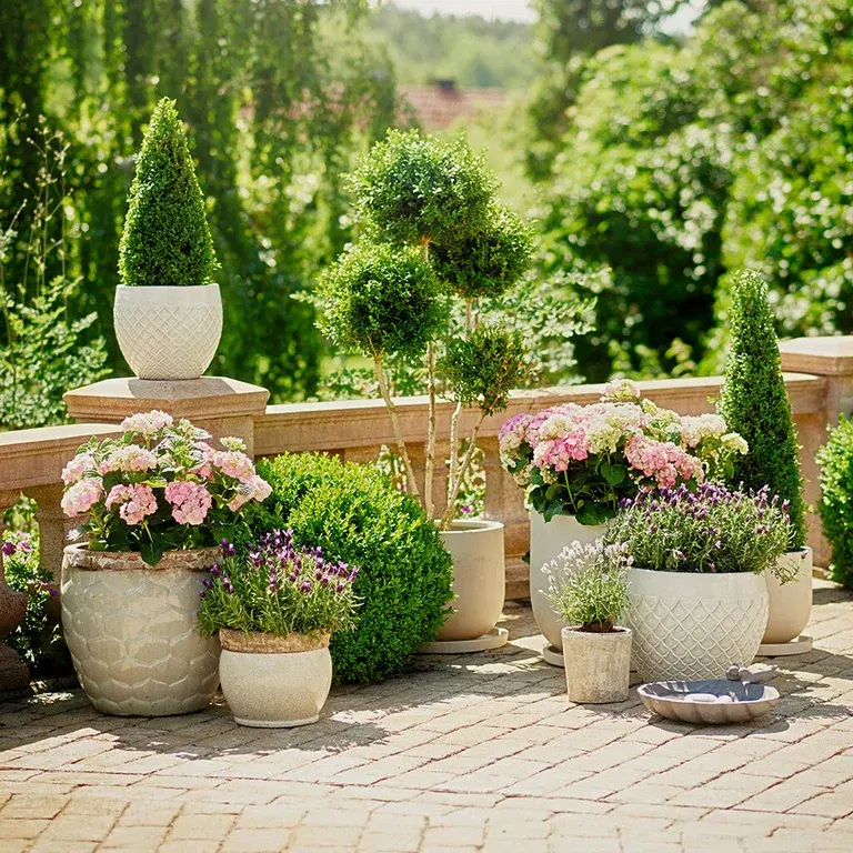 Plant a garden in pots