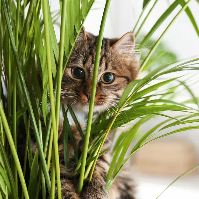 These plants are toxic to cats and dogs