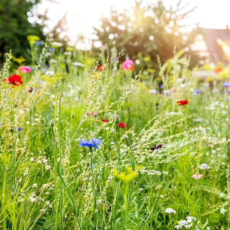 Ängen – ett paradis för pollinerare 