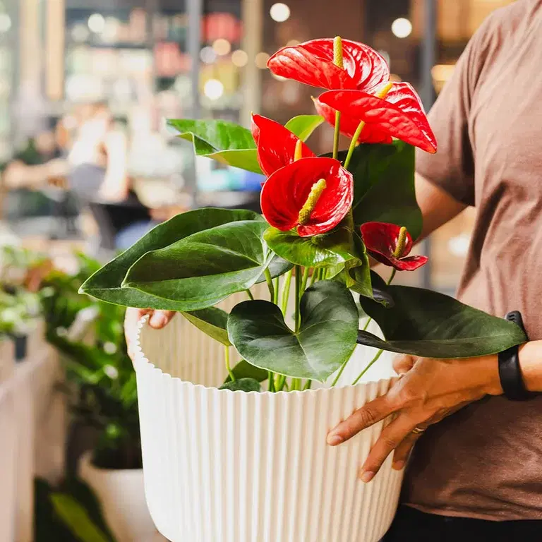 Blommande krukväxter – Inred efter säsong 