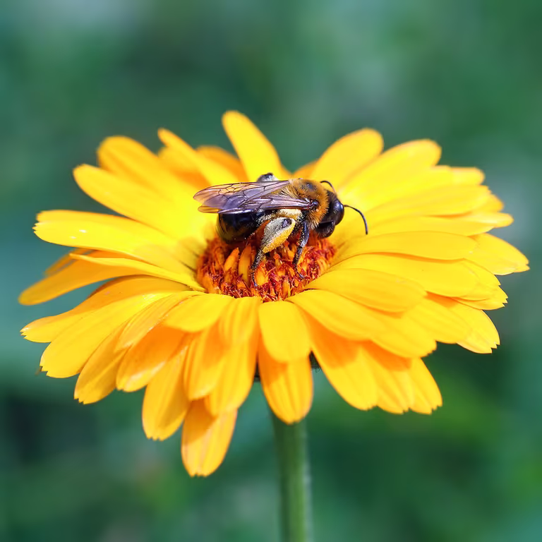 Hjälp pollinerarna i trädgården och få större skörd 