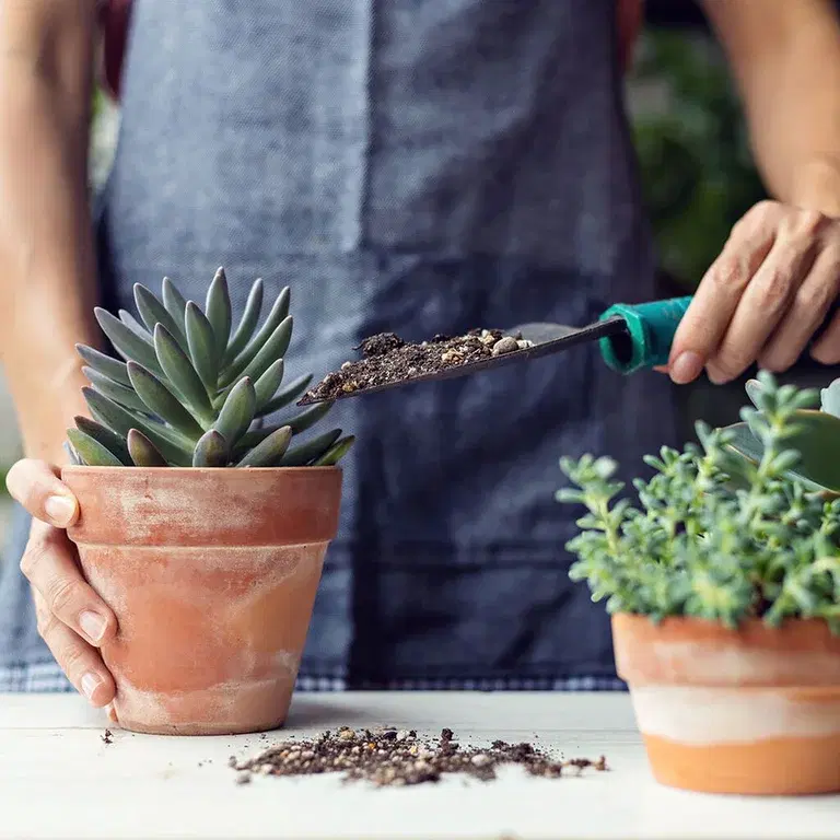 This is how you succeed with succulents