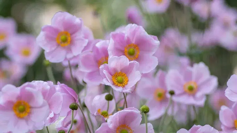 Så skapar du en allergivänlig trädgård 