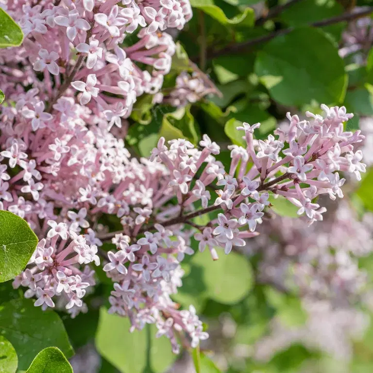 Blommande häckar 