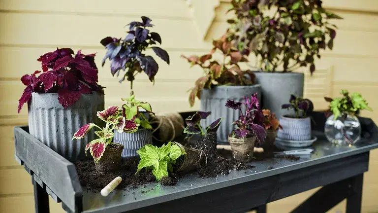 This is how you take cuttings of Coleus (painted nettle)