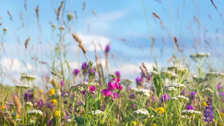 Så en blomsteräng