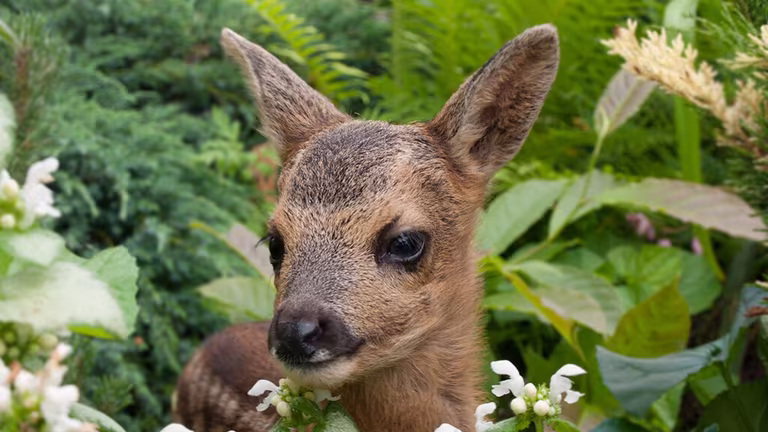 This is how you scare away deer from your garden